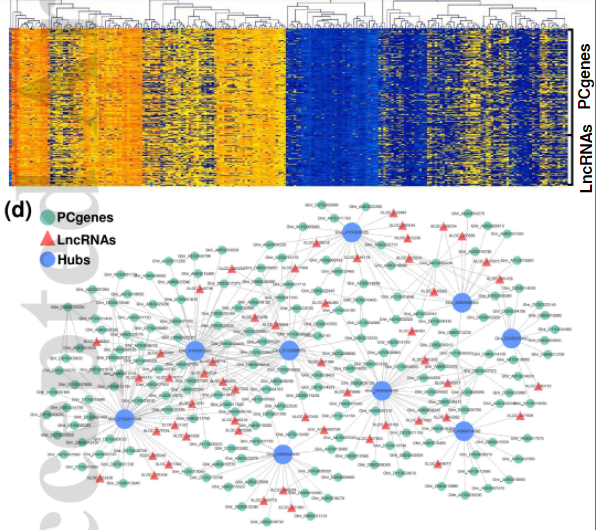 Combined transcriptome GWAS and TWAS reveal genetic elements leading to male sterility during high temperature stress in cotton