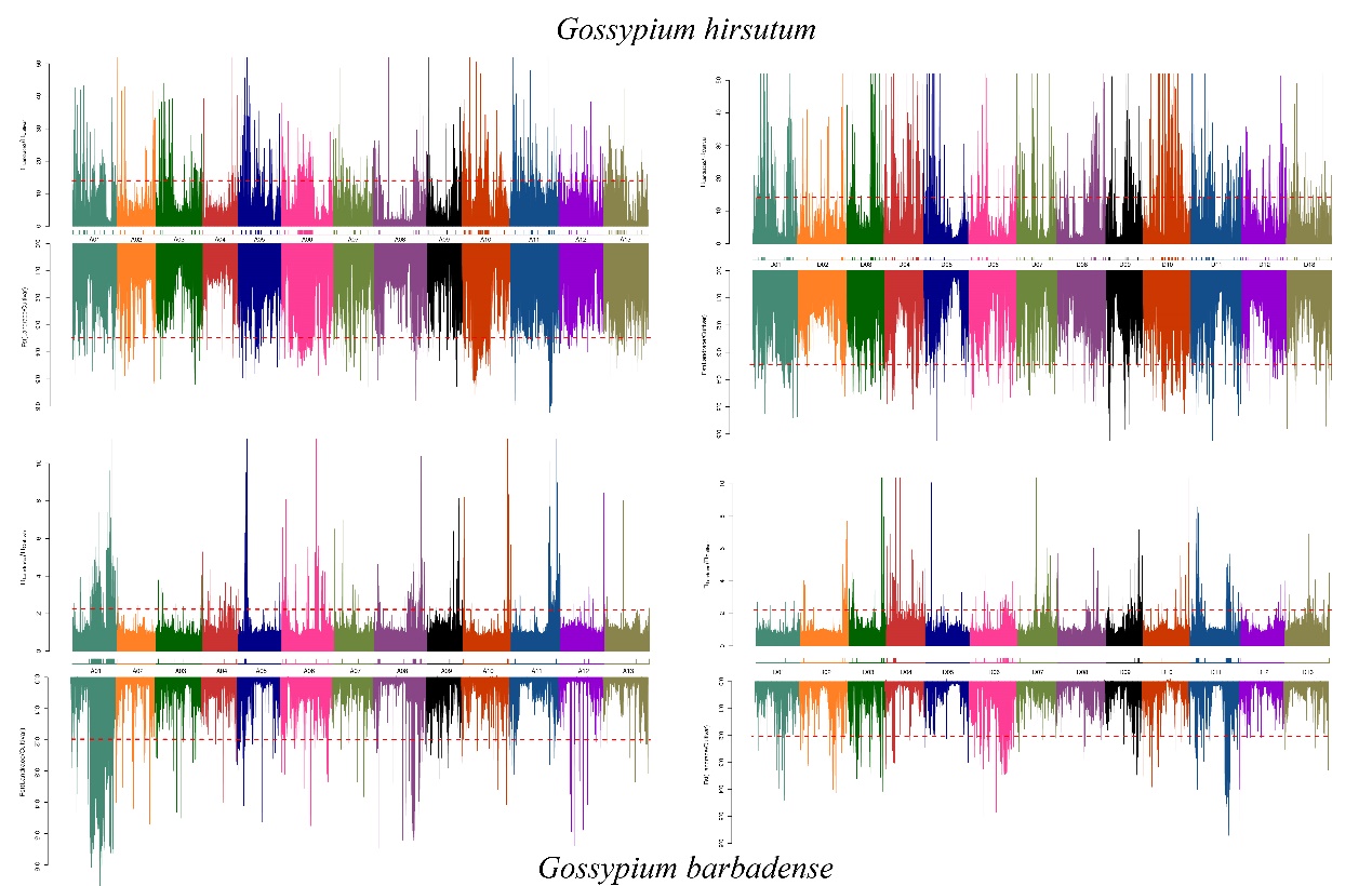 Parallel and Intertwining Threads of Domestication in Allopolyploid Cotton