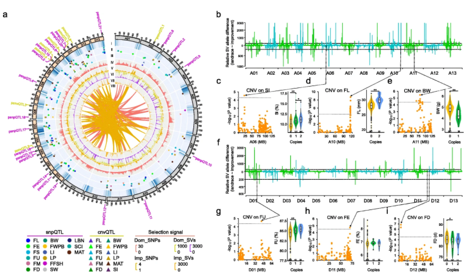 Cotton pan-genome retrieves the lost sequences and genes during domestication and selection
