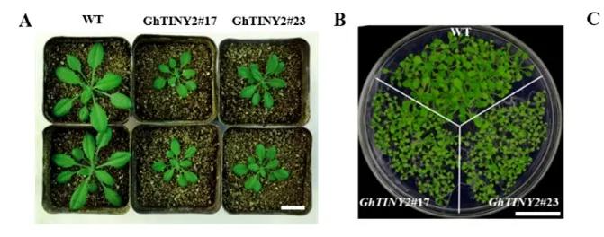 Orchestration of plant development and defense by indirect crosstalk of SA and BR signaling through a transcription factor GhTINY2