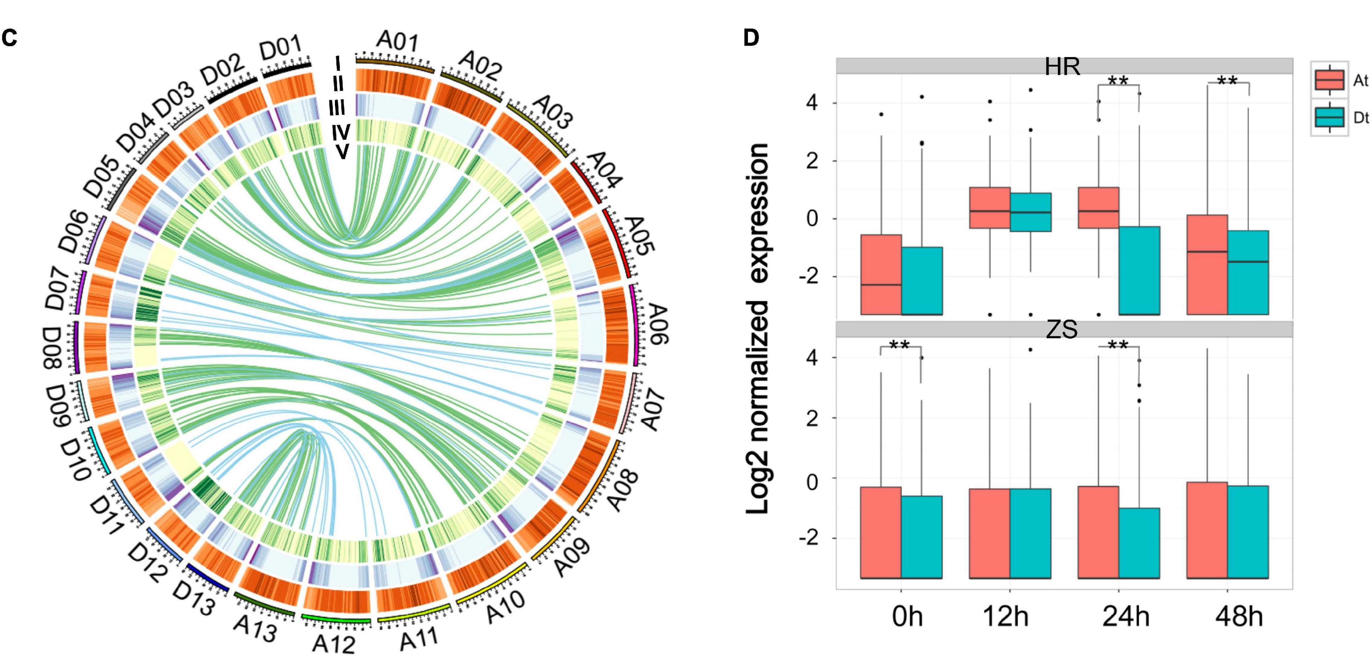 Identification and Functional Analysis of lncRNA by CRISPR/Cas9 During the Cotton Response to Sap-Sucking Insect Infestation