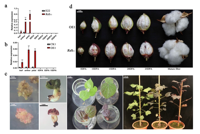Re enhances anthocyanin and proanthocyanidin accumulation to produce red foliated cotton and brown fiber