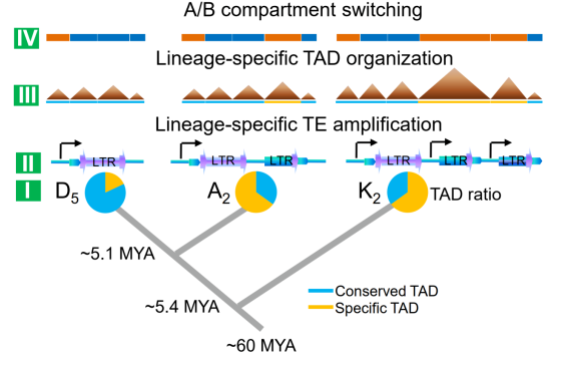 Comparative genome analyses highlight transposon-mediated genome expansion and the evolutionary architecture of 3D genomic folding in cotton