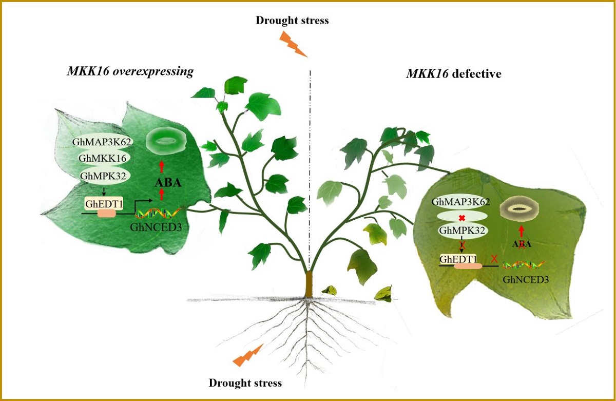 The GhMAP3K62-GhMKK16-GhMPK32 kinase cascade regulates drought tolerance by activating GhEDT1-mediated ABA accumulation in cotton