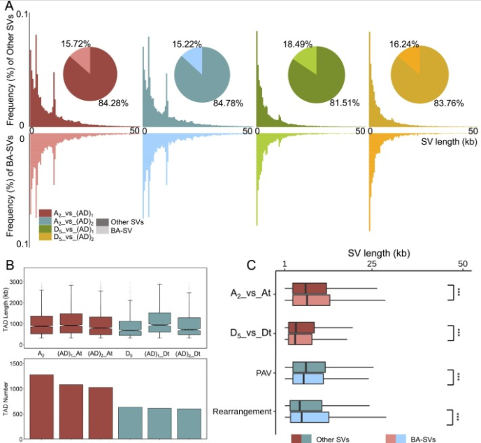 Disruption of topologically associating domains by structural variations in tetraploid cottons