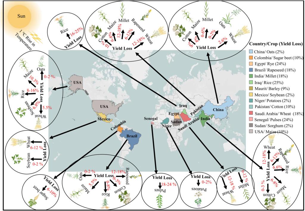 High-temperature stress in crops: male sterility, yield loss, and potential remedy approaches.