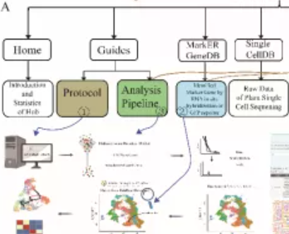 Plant Single Cell Transcriptome Hub (PsctH): an integrated online tool to explore the plant single-cell transcriptome landscape
