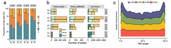 Dynamic 3D genome architecture of cotton fiber reveals subgenome-coordinated chromatin topology for 4-staged single-cell differentiation