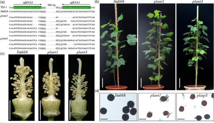 Degradation of de-esterified pectin/homogalacturonan by the polygalacturonase GhNSP is necessary for pollen exine formation and male fertility in cotton