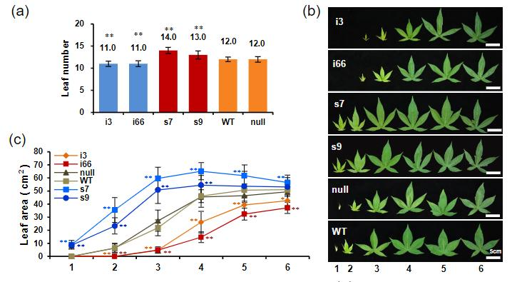 Histone ubiquitination controls organ size in cotton (Gossypium hirsutum)