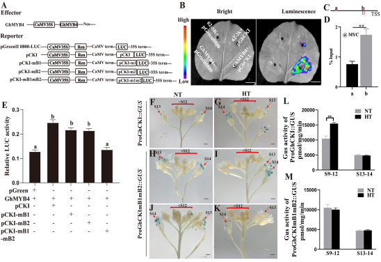 High temperature induces male sterility via MYB66-MYB4-Casein kinase I signaling in cotton