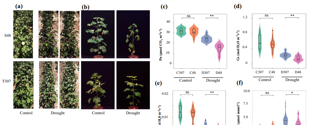 Transcriptome and metabolome profiling of interspecific CSSLs reveal general and specific mechanisms of drought resistance in cotton.