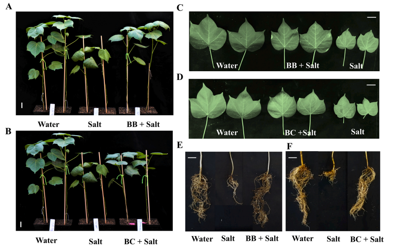 A transcriptomic study reveals salt stress alleviation in cotton plants upon salt tolerant PGPR inoculation.