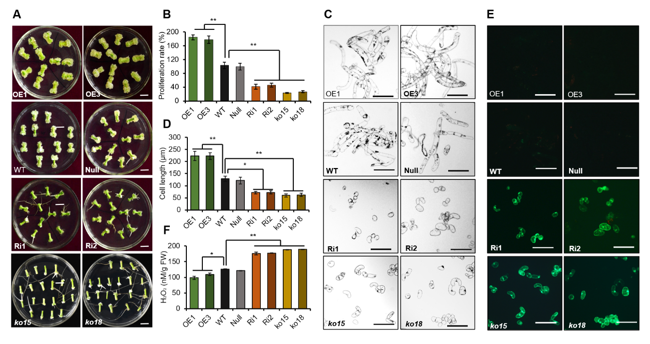 GhTCE1-GhTCEE1 dimers regulate transcriptional reprogramming during wound-induced callus formation in cotton