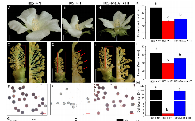 High-temperature stress suppresses allene oxide cyclase 2 and causes male sterility in cotton by disrupting jasmonic acid signaling