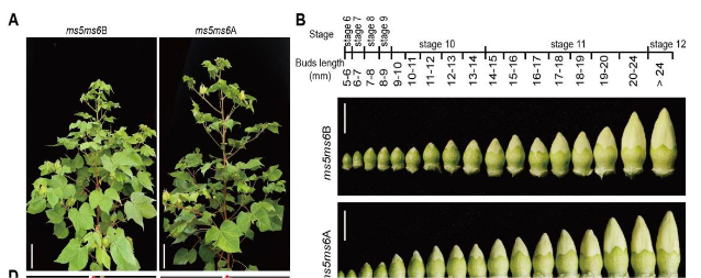 Cytochrome P450 mono-oxygenase CYP703A2 plays a central role in sporopollenin formation and ms5ms6 fertility in cotton