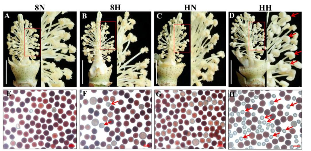 Proteomic analysis reveals that the heat shock proteins 70-17 and BiP5 enhance cotton male fertility under high-temperature stress by reducing the accumulation of ROS in anthers