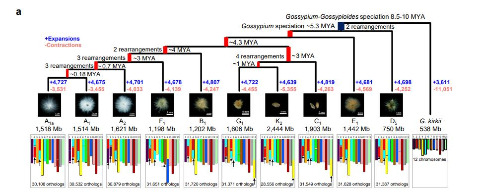 Genomic innovation and regulatory rewiring during evolution of the cotton genus Gossypium