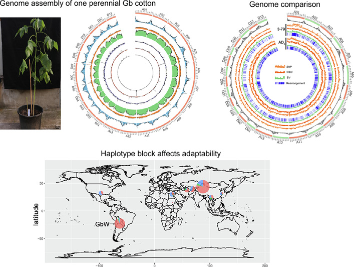 Genome and haplotype provide insights into the population differentiation and breeding improvement of Gossypium barbadense