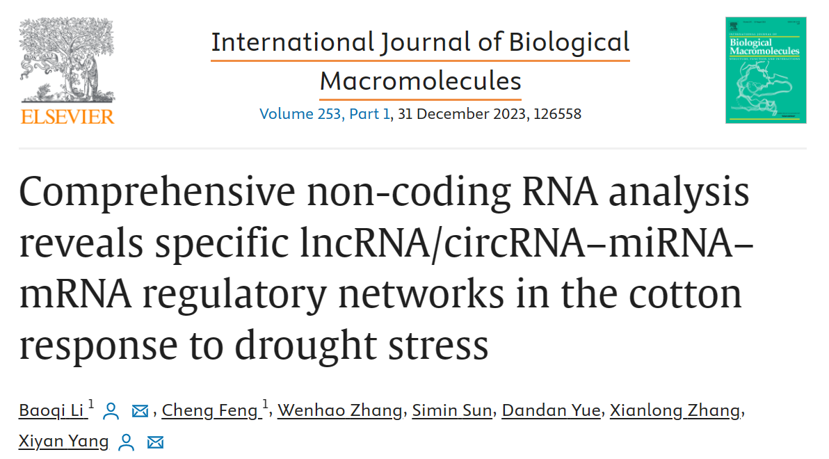 IJBM | 华中农业大学棉花遗传改良团队发现调控棉花抗旱性的新型非编码RNA