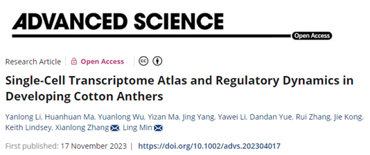 Advanced Science | 华中农大棉花遗传改良团队揭示棉花花药中对高温最敏感的细胞簇