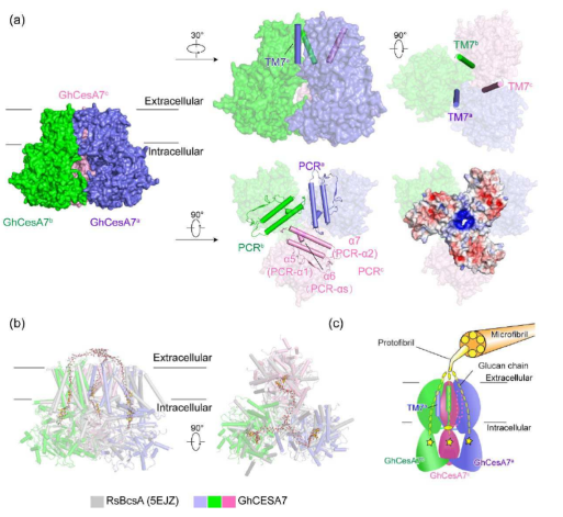 Structural insights into homotrimeric assembly of cellulose synthase CesA7 from Gossypium hirsutum