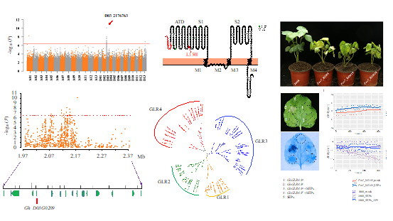 A Single‐Nucleotide Mutation in a GLUTAMATE RECEPTOR‐LIKE Gene Confers Resistance to Fusarium Wilt in Gossypium hirsutum