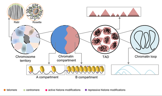 Plant 3D genomics: the exploration and application of chromatin organization