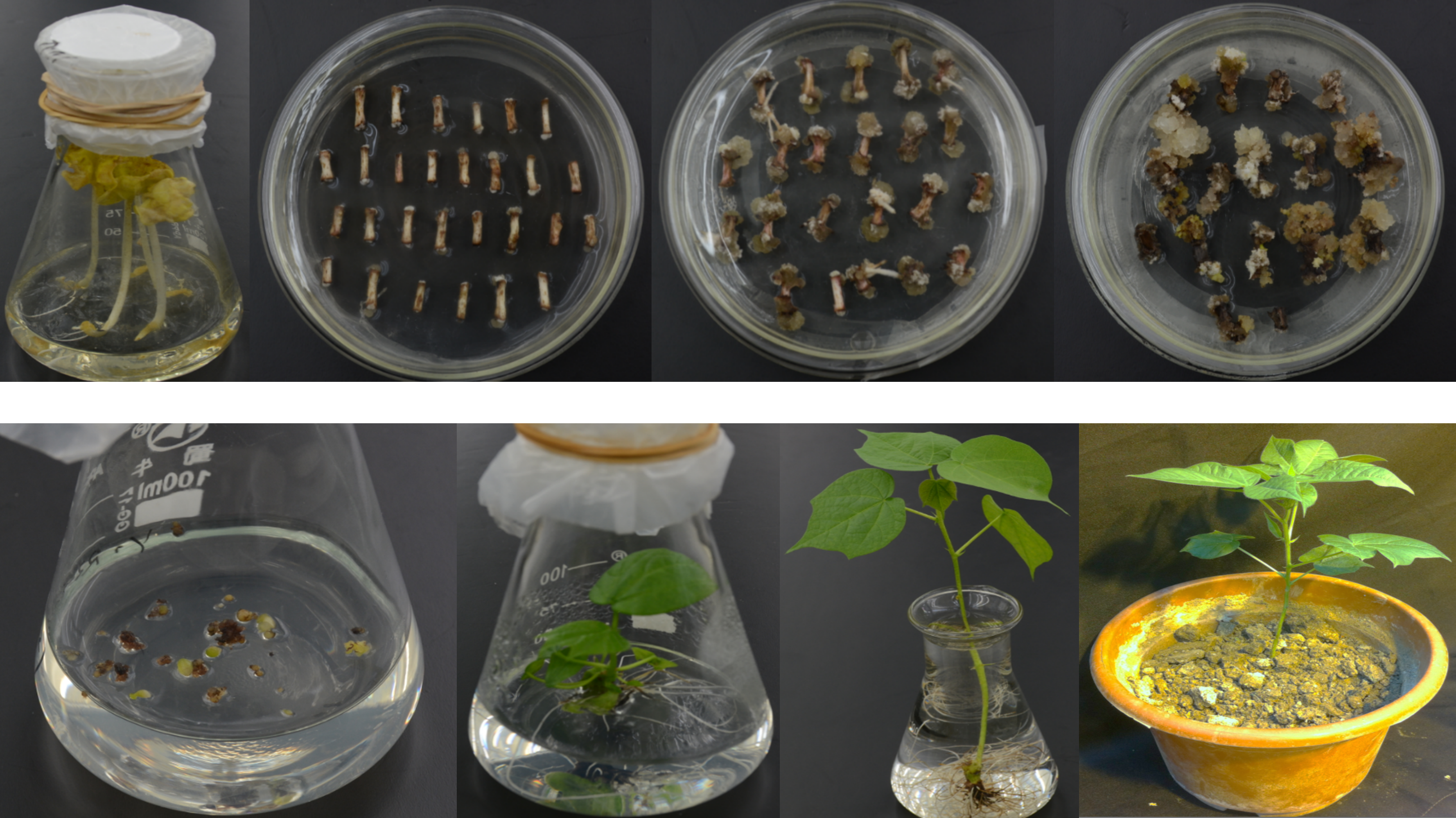 YZ-1_tissue_culture
